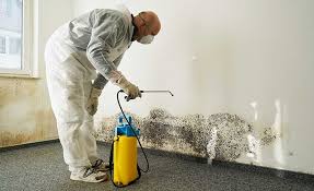 Why You Should Choose Our Mold Remediation Services in Baldwinsville, NY